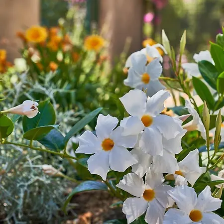 To Be Sea View 3* קאפרי