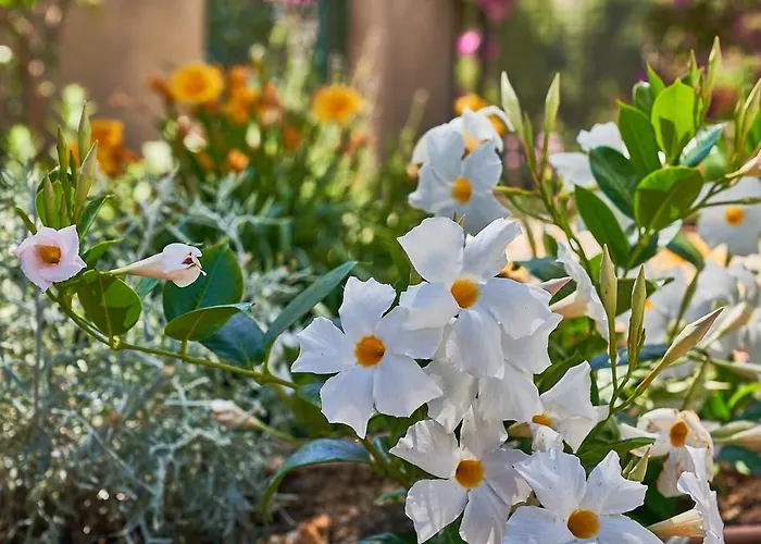 To Be Sea View 3* קאפרי